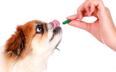 Shake Up in the Pharmaceutical Industry Affects Veterinary Medicine