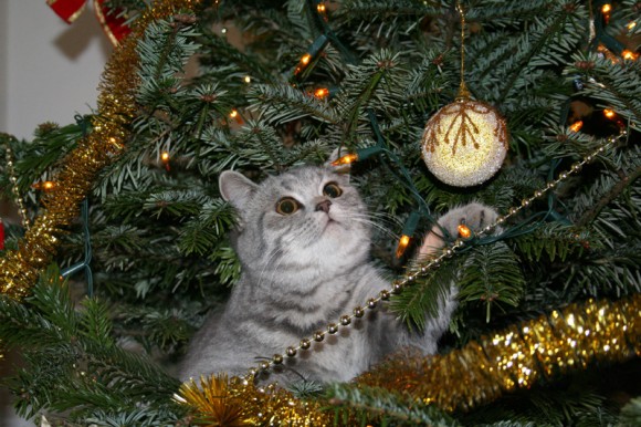 Of Cats and Christmas Trees