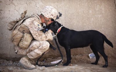 Service Dogs for Soldiers Bring Healing for PTSD