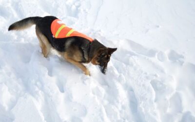 Avalanche Search and Rescue Dogs: First Responders at Ski Resorts