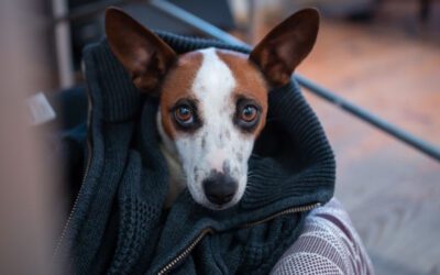 How to Clean Your Dog’s Ears