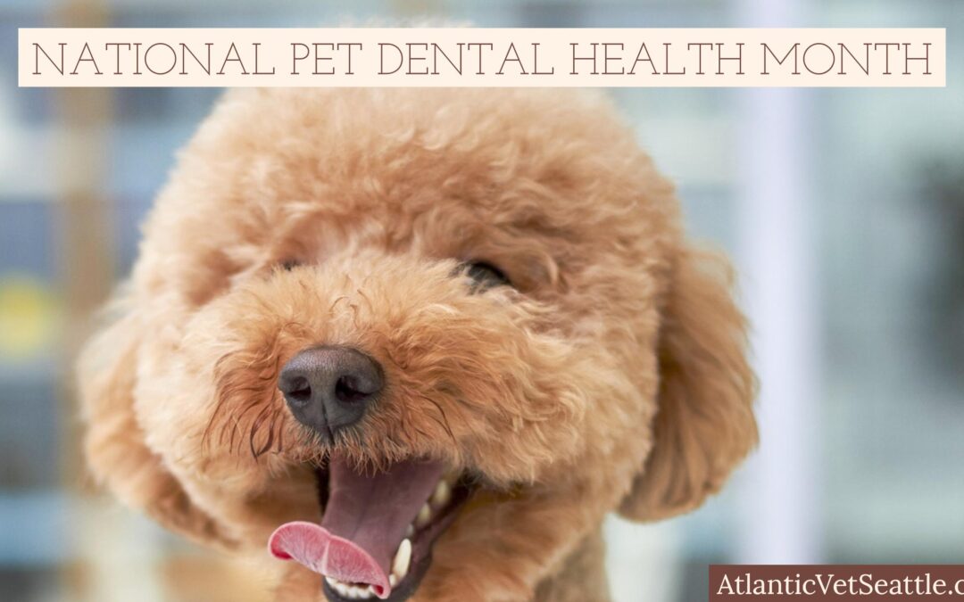 It’s Pet Dental Month – Why You Should Care