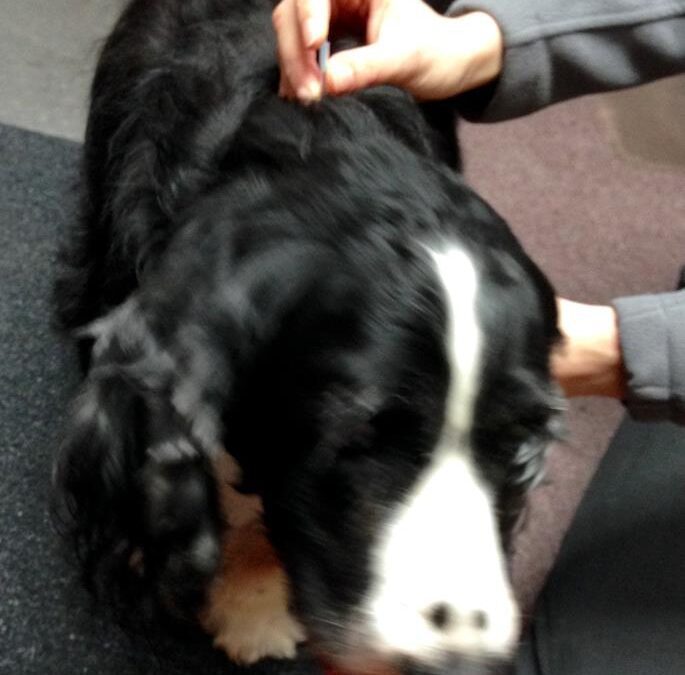 A dog is having acupuncture therapy