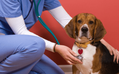 Why Pet Surgery Costs What It Does