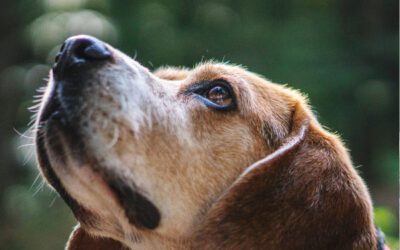 6 Brain Games to Keep Your Dog’s Mind Healthy