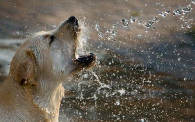 What Leptospirosis is and How to Protect Your Dog