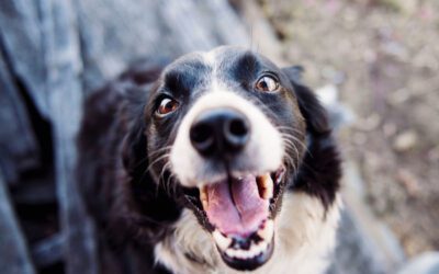 How to Brush Your Dog’s Teeth (Video)