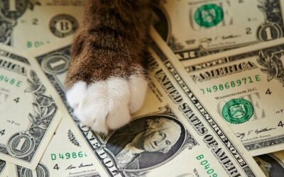 7 Ways to Care for Your Pet Without Breaking the Bank