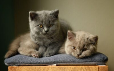 5 Steps to Introducing a New Kitten to Your Resident Cat