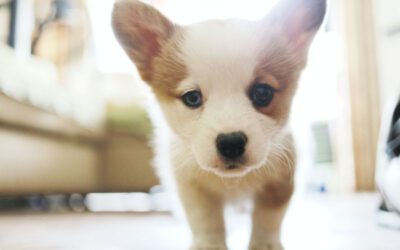 15 Tips for Socializing Your Puppy