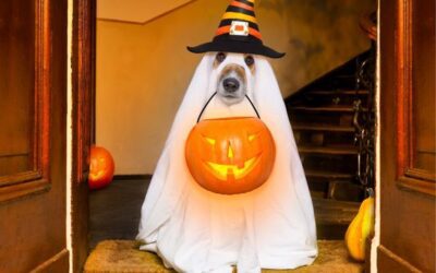 3 Dangerous Halloween Candies to Keep Away From Your Dog