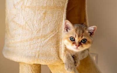 12 Environmental Enrichment Activities for Indoor Cats