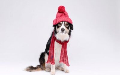 7 Cold Weather Tips for Dogs