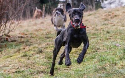 10 Tips for a Safe and Fun Off-Leash Dog Park Outing