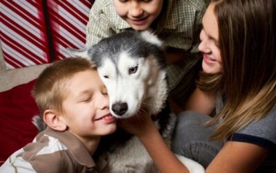 Should I Adopt a Puppy or an Adult Dog?