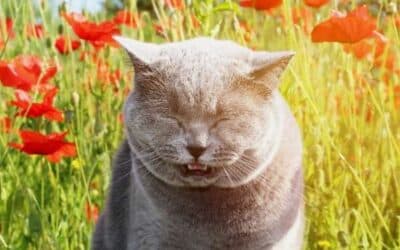 A gray cat stands in a field of red flowers