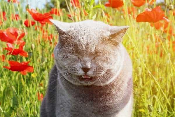 A gray cat stands in a field of red flowers