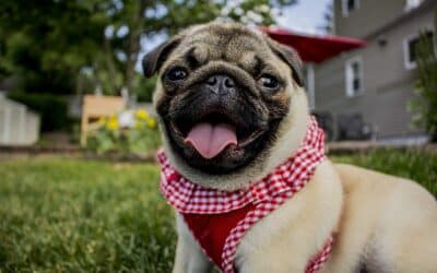 A pug dog sporting a red and white checkered bandana, exuding charm and playfulness in a delightful pose