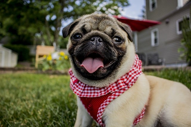 A pug dog sporting a red and white checkered bandana, exuding charm and playfulness in a delightful pose