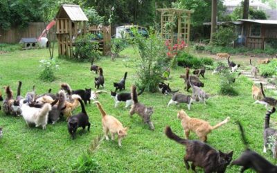 Creative Ways to Protect Your Outdoor Cat