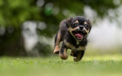 Wireless GPS Dog Fences: A Smart Way to Keep Your Pup Secure