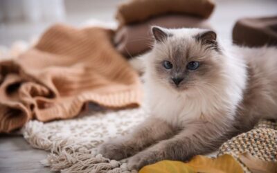 10 Tips for Keeping Your Cat Cozy and Safe During Winter