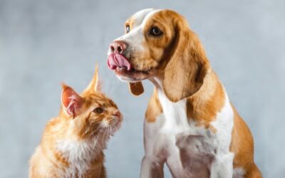 From Fat to Fit: 6 Weight-Loss Tips for Happy, Healthy Cats and Dogs