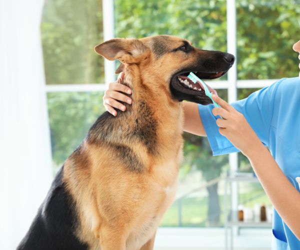 A veterinarian brushing dog's teeth