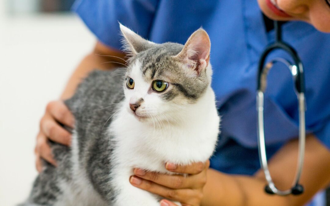 It’s National Veterinary Technician Week