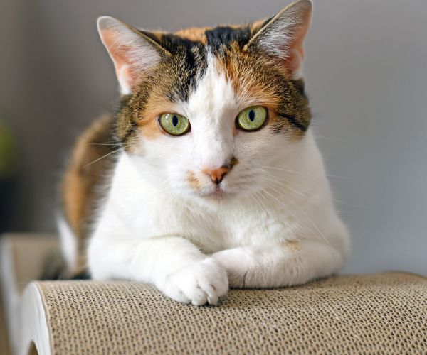 A cat is lying on a couch