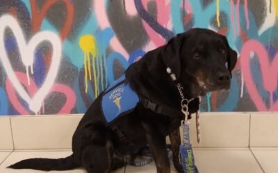 Service Dogs: Their Vital Role, and How to Spot the Real Ones