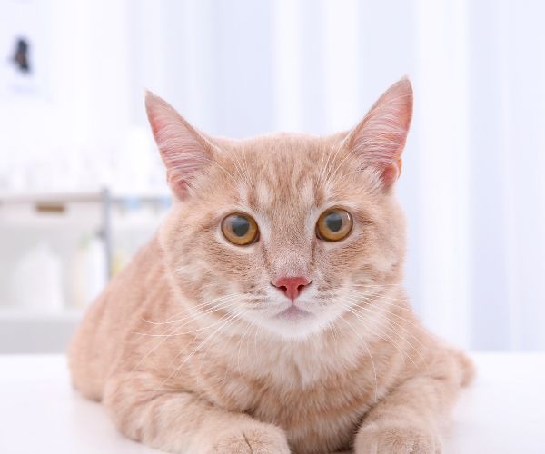 A cat lying on an examination table