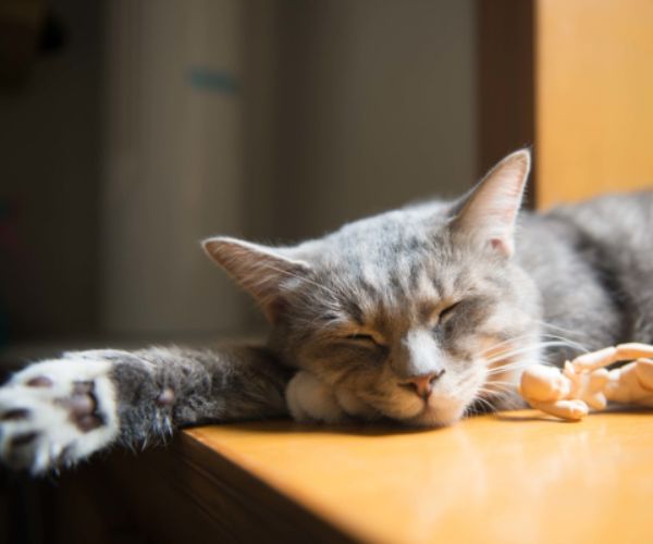 a cat sleeping on a table