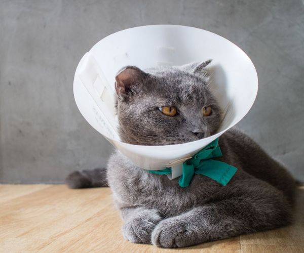 Cat with funnel cone collar