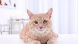 a cat lying on a table