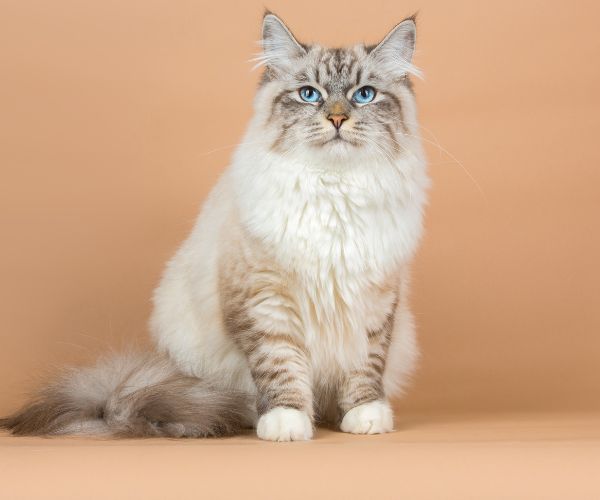 A cat with blue eyes sitting down