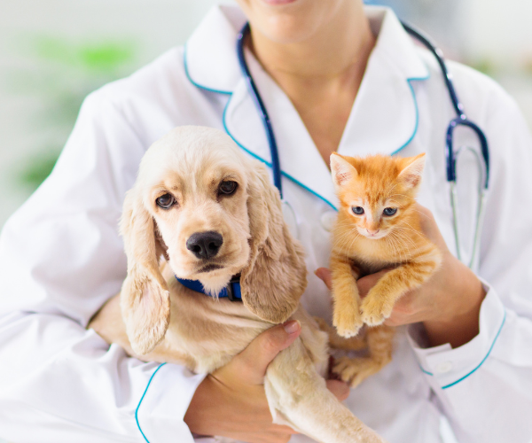 A vet is holding a puppy and a kitten