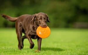 a dog carrying a frisbee in its mouth