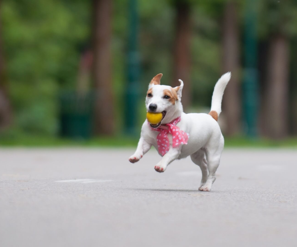 A dog running with a ball in its mouth