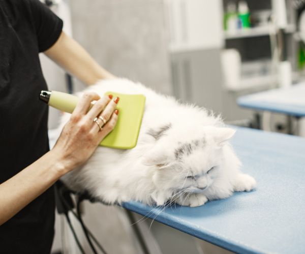 a veterinarian brushing a cat