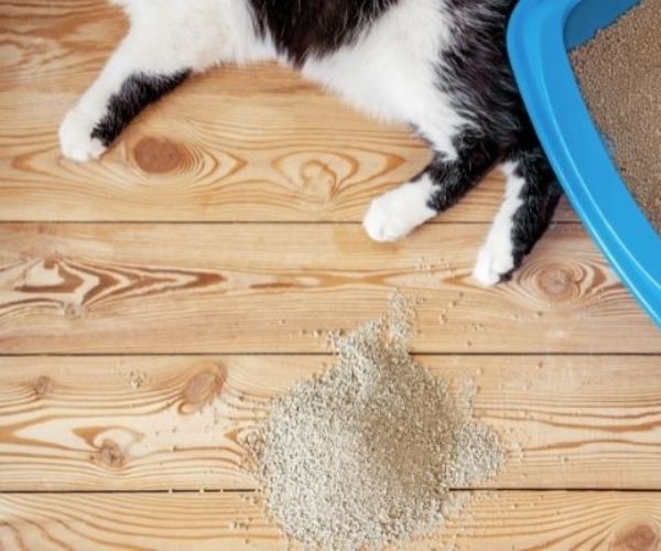 a cat lying on the floor next to a litter box