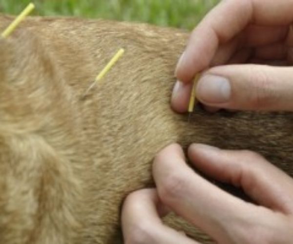 a person receiving acupuncture from a dog<br />
