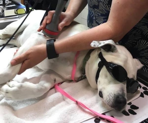 A veterinarian performs laser therapy on a dog