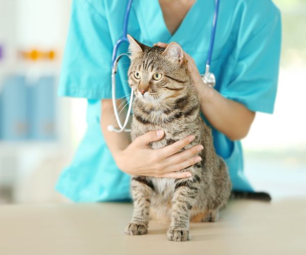 A veterinarian is holding a cat