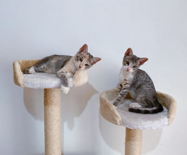 Cats lounging on a cat tree