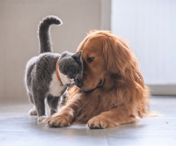 A cat is touching a dog by it's head