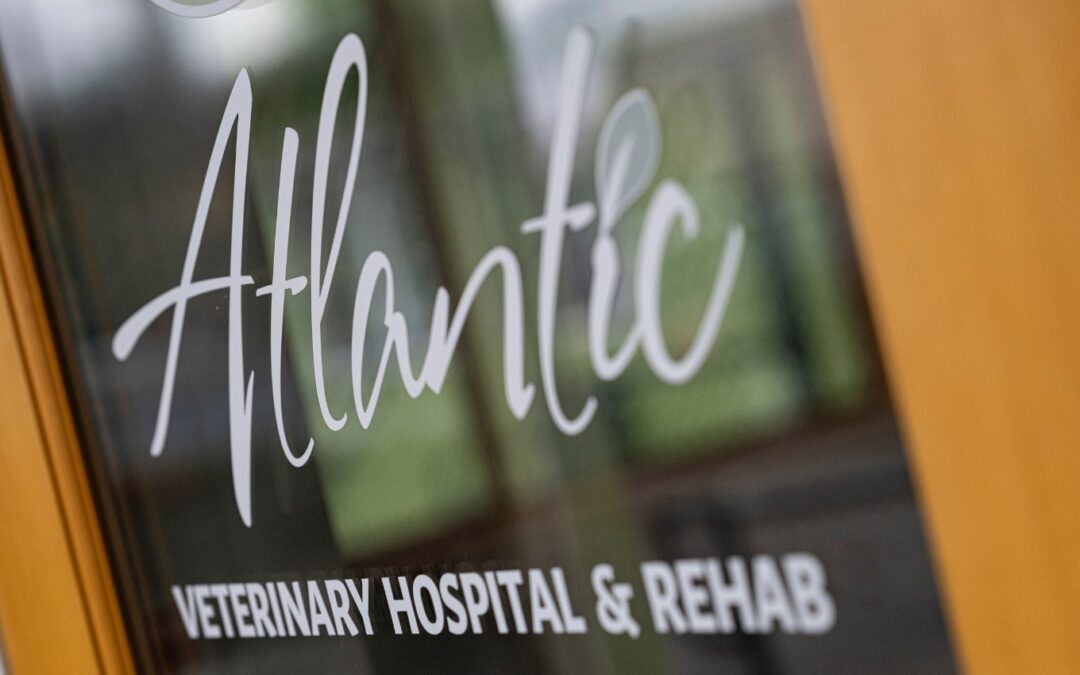 Welcome to Atlantic Veterinary Hospital!