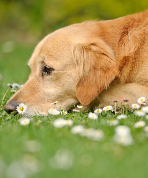 Dog lying on a grass