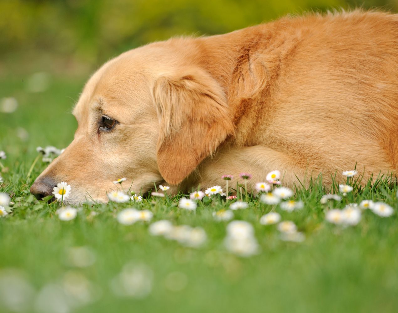 A dog is lying on the grass