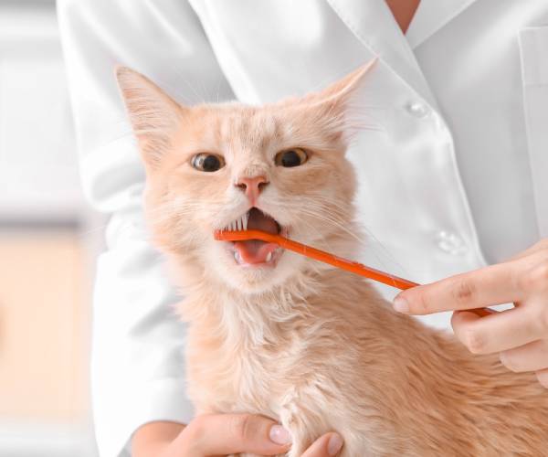 a cat being brushed by a toothbrush